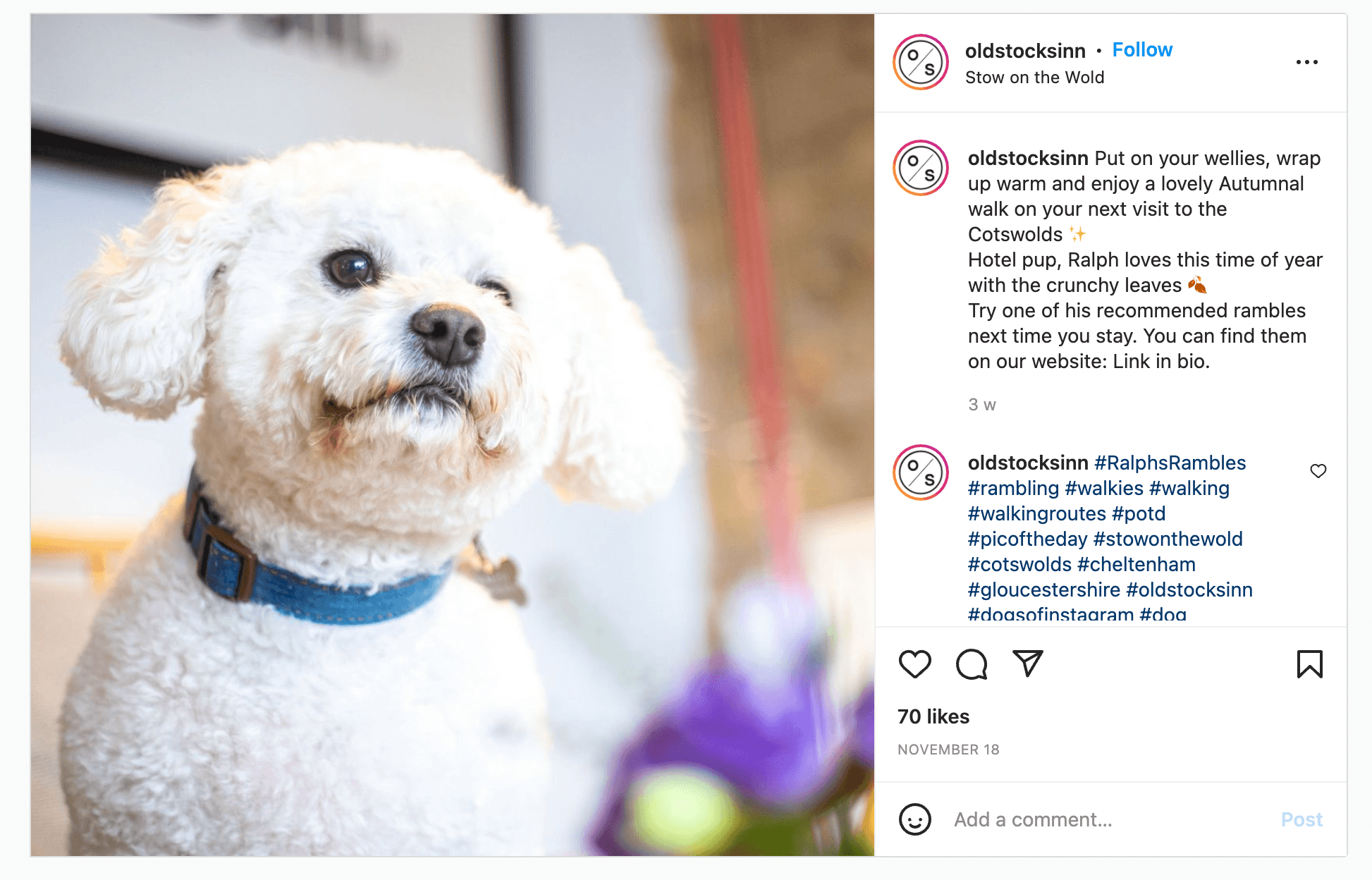 Instagram post of a small white dog, with a blue collar, looking curious