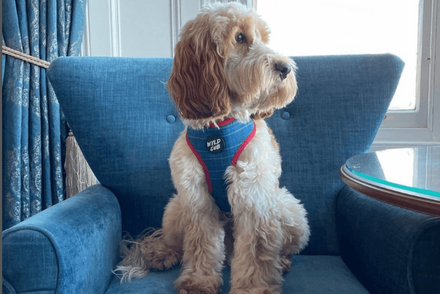 Cream and light brown dog in a blue harness, sitting on a blue chair