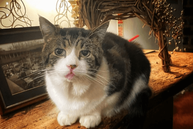 Tabby and white cat sitting on wooden furniture looking at the camera