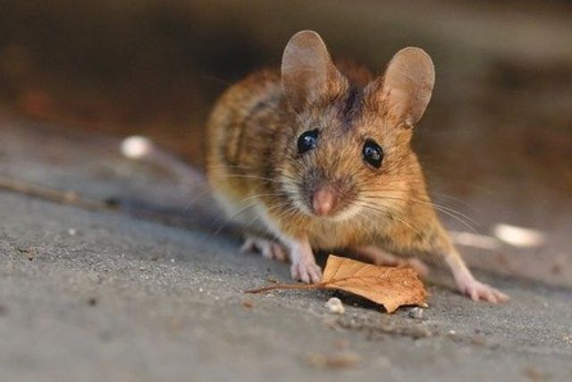 A wood mouse on the floor outside, with a fallen autumn leaf