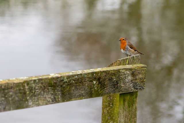 A robin sitting on a wooden, mossy fence post in the winter.