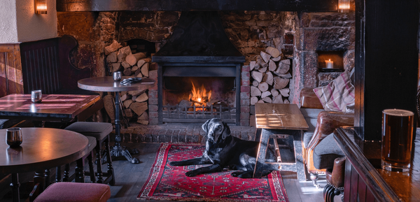 How to make your pub, restaurant, cafe or hotel more dog friendly