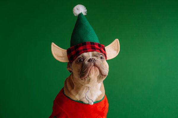 A happy French bulldog wearing a red and green Christmas hat and jumper, against a green background